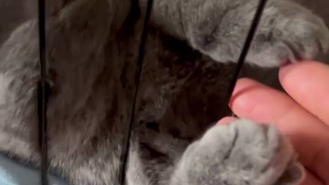 可是修猫也会有烦恼.