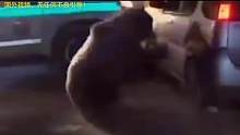 一头棕熊拦截路过车辆袭击人类，情急之下连开7枪拿下棕熊！