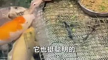 鸭子给鱼当饲养员