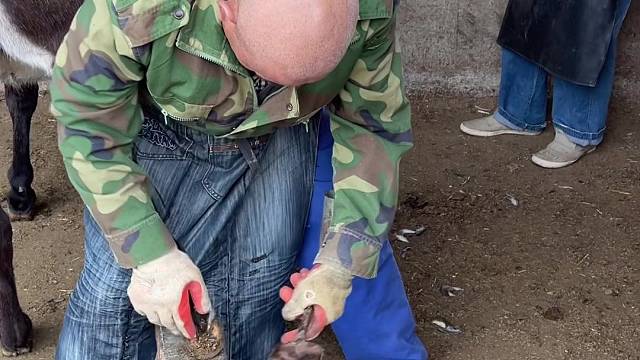 关爱动物，动物美甲师在给毛驴修蹄子