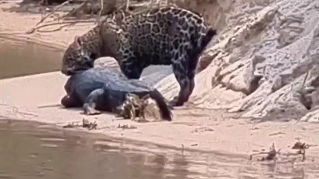 善鳄到头终有豹