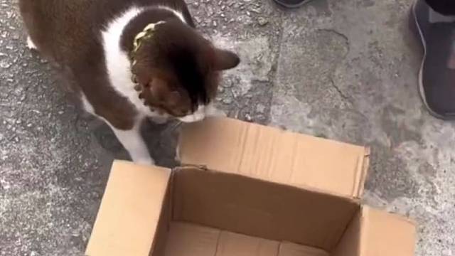 纸箱：使不得啊我要裂开了