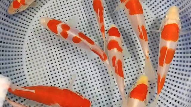 精品小红白开漏！日系 德系钱串红白！#观赏鱼#锦鲤#水族#水族馆#锦鲤鱼