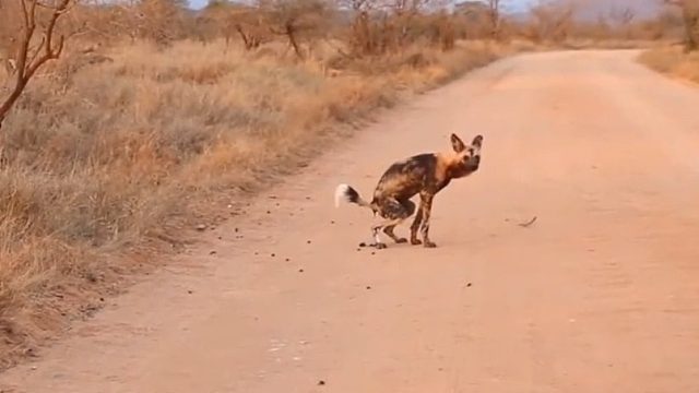 原来野狗也窜稀擦屁股