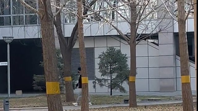 学校给树缠上一圈胶带，意欲何为