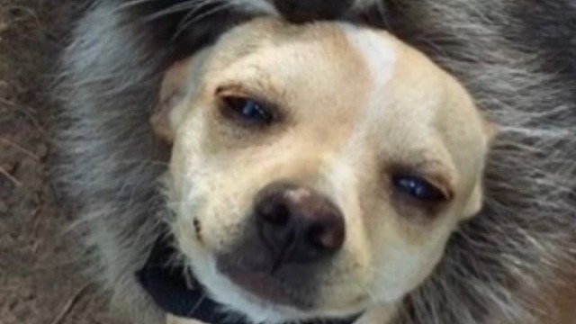 万物皆有灵性，小浣熊也不例外