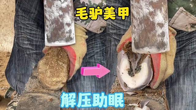 给毛驴修蹄，修完蹄毛驴摇头晃脑甩着尾巴高兴的跑了，样子很可爱