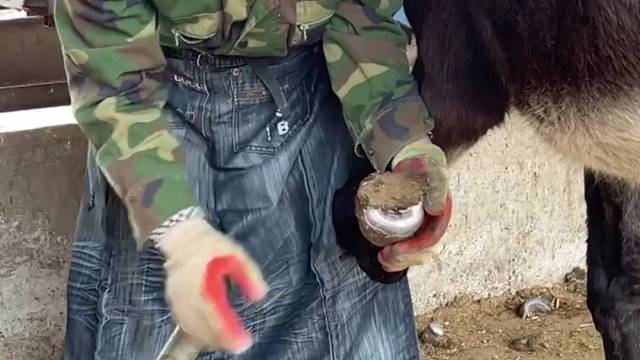爱护动物，修蹄师赵师傅给毛驴修蹄，动作干脆利落，非常解压