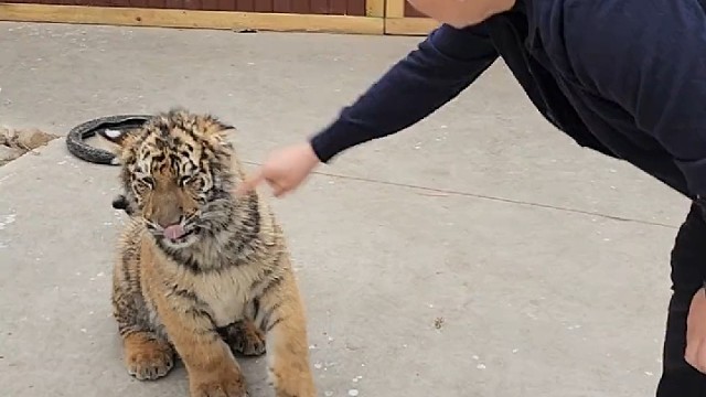 好可爱的小猫咪[太开心][太开心]让我亲亲