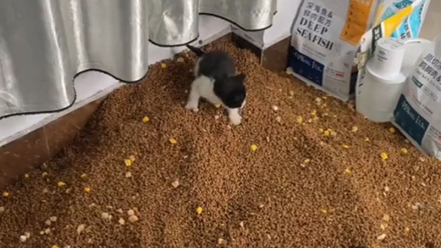 叔叔别喂了，我害怕