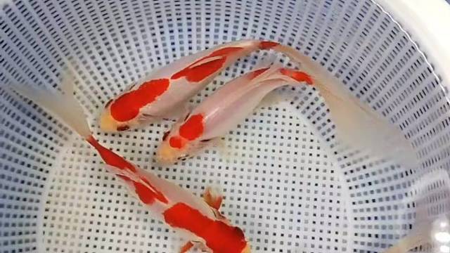 草金草金草金！20公分左右，精品鸡血红！#观赏鱼#水族#观赏鱼世界#水族馆#养殖