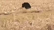 东北大哥发现玉米地里有野生黑熊出没，魔性口音解说：“真大！想