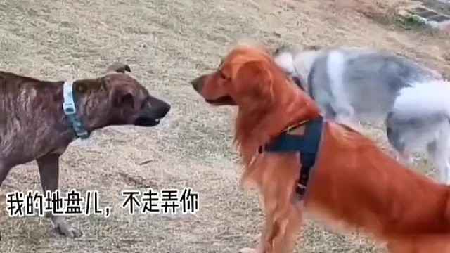 金毛是猎犬还是挺凶的