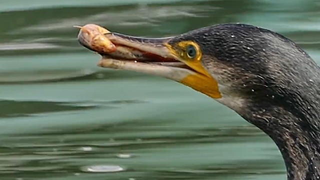 牛逼，真的是活吞了