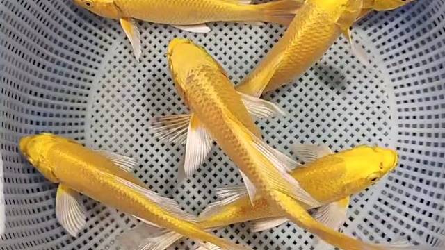 旺财，招财黄金#观赏鱼#锦鲤#水族#观赏鱼世界#水族馆锦鲤！