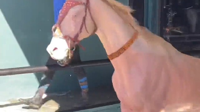 这多少钱一匹？