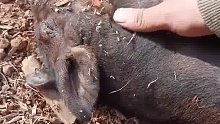 小猪睡着后怎么叫都叫不醒，原来睡得像”死猪“是真的