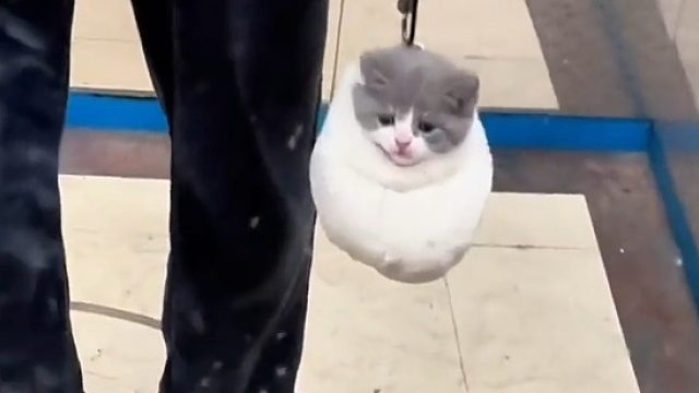 出门遛猫新方式