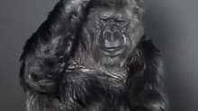 会1000种手语的大猩猩，离世前给人类最后的忠告