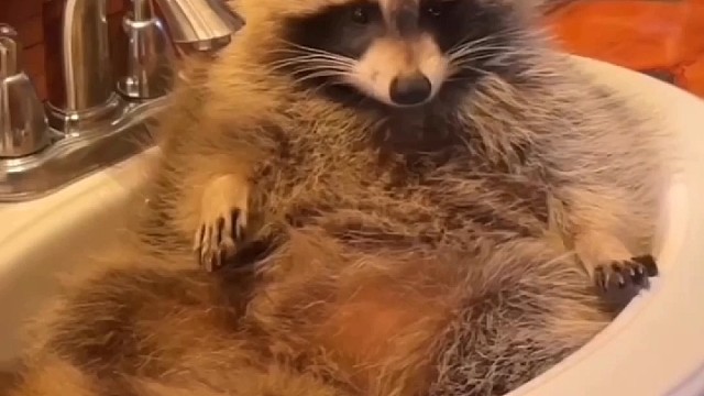 小浣熊过的怎么样？