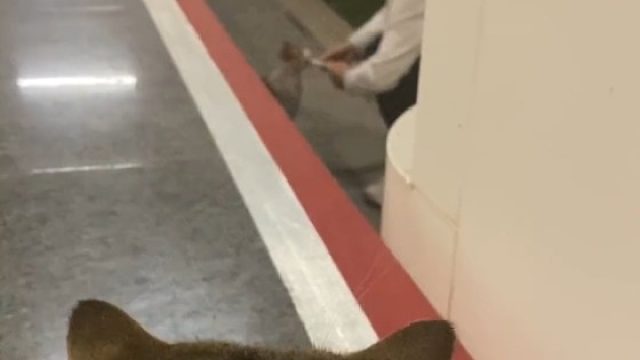 猫猫我啊，真希望自己瞎了