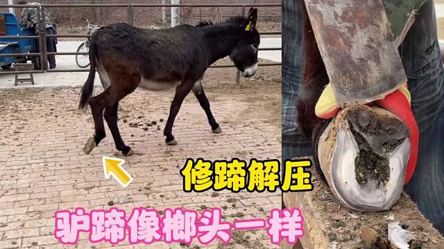 驴后蹄像榔头一样，师傅一眼就看出蹄子坏了，切开一看蹄子脱壳了
