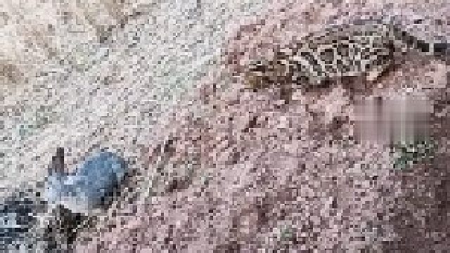 今年，该兔子硬气了