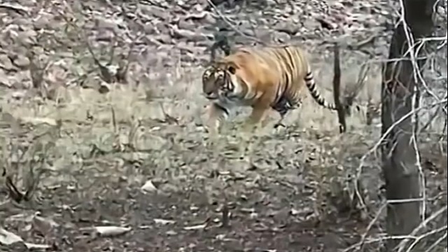 老虎：谁说我不会上，你看我都爬一半了……我只是有点恐高