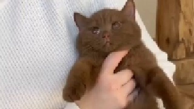 看着都感觉这小家伙肯定又香又甜