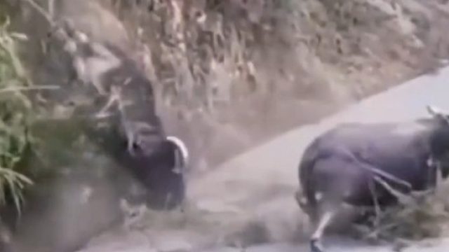 两牛从山上打架摔下来，赢了对手，输了自己