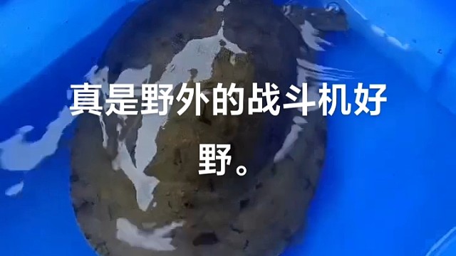 甲鱼是个补品。