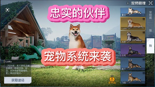 黎明觉醒生机柴犬来了