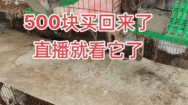 还有谁有特殊的兔子，我收购！