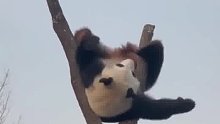 这真是“功夫熊猫”！
