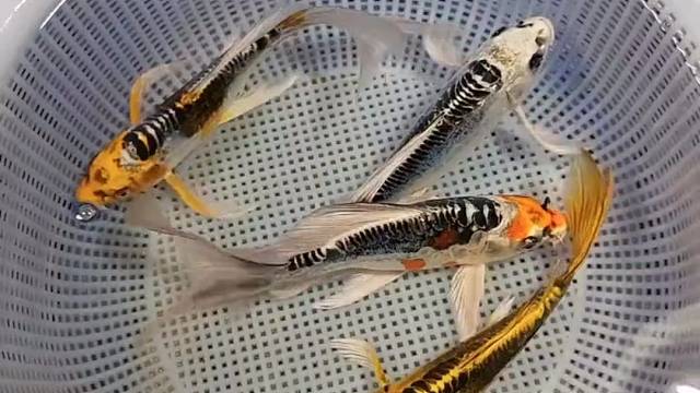 #观赏鱼#锦鲤#水族#观赏鱼世界#精品锦鲤