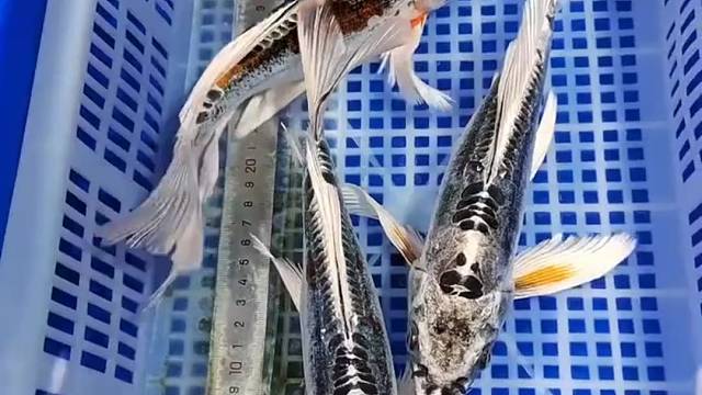 #观赏鱼#锦鲤#水族#观赏鱼世界#水族爱好者