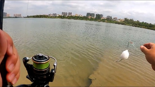 我说豚吧，朋友非说它是球，你们评评理