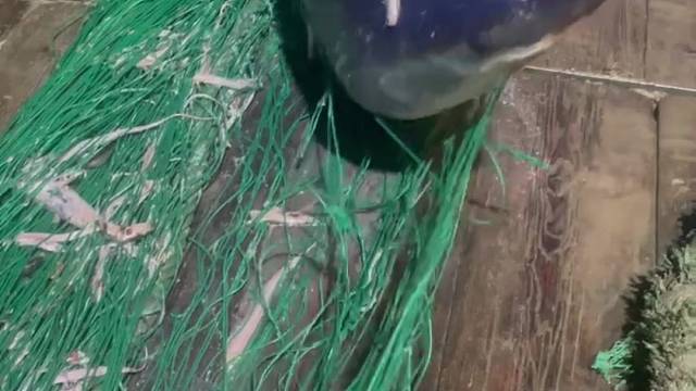 刚抓的食人鲨你们觉得要不要放生