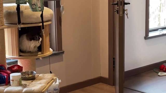 巴扎黑：我妹妹跑酷挺吵，但打不过