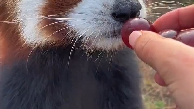 只要我吃的圆的，就没人能看扁我