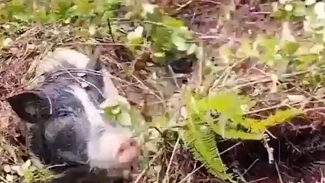 抄鱼工具派上了大用場