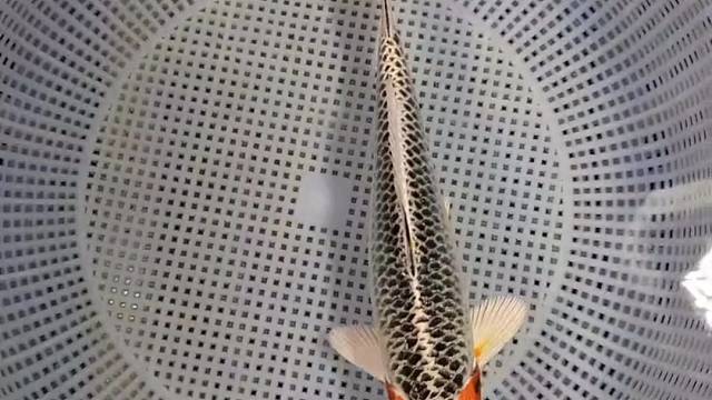 求赞赞，点关注带大家欣赏招财风水锦鲤！#观赏鱼#锦鲤#水族#观赏鱼世界#风水鱼