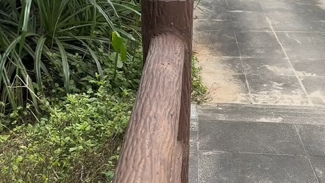 小松鼠，剃刀般的牙齿[doge]