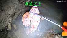 退潮后阿平赶海遇到了虎头鱼，据说这鱼的毒性特别强