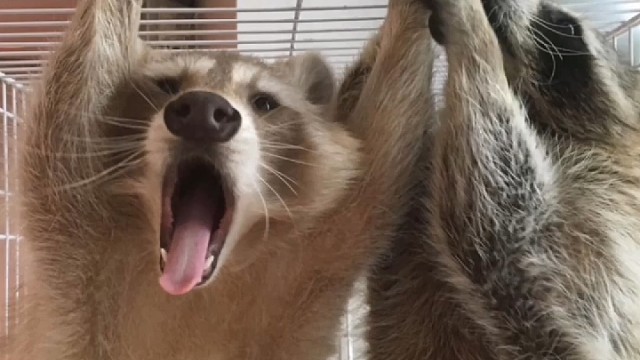 爱洗澡的小浣熊