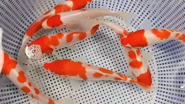 带我走吧，七星高照组合#萌宠#观赏鱼#锦鲤#好运#