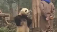 熊猫被训后“生气”叉腰，和饲养员“理论”，网友：它终于发现自己的地位了