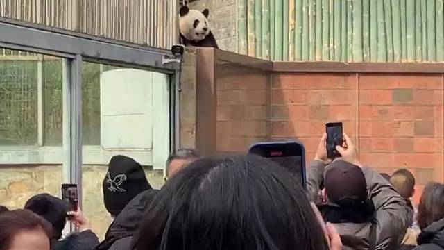 西直门三太子熊猫