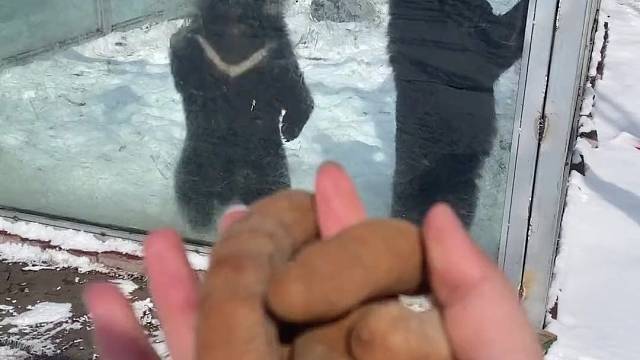 人与动物和谐共处#小动物们能有多治愈