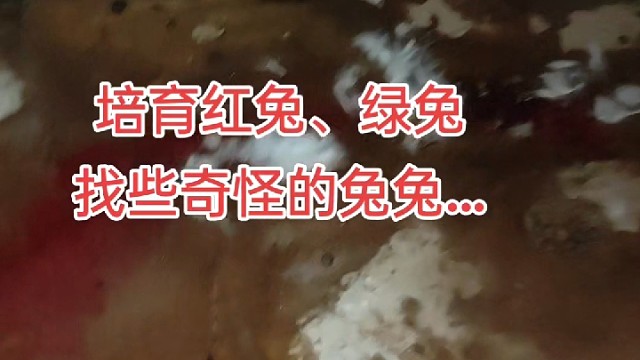 专收特殊的兔子，好多人喜欢看！